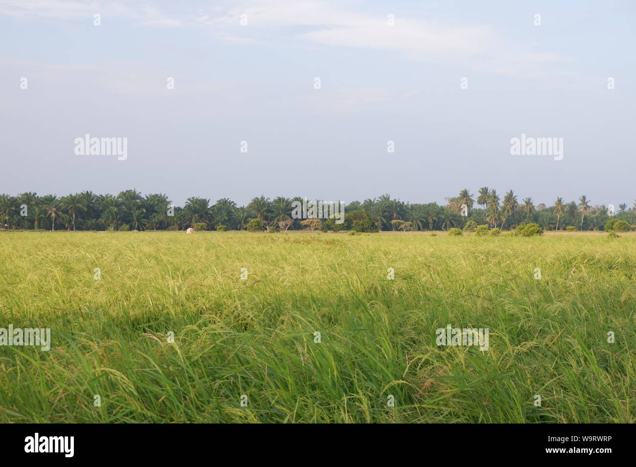 Ansicht der Vergilbung Reisfelder und bereit zu ernten Stockfoto