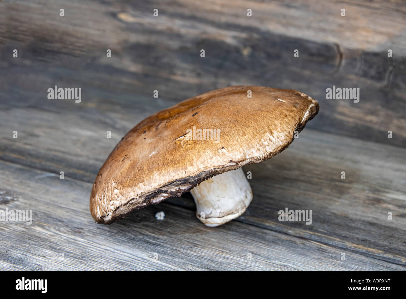 Frische Portobello Pilze close-up auf einer hölzernen Oberfläche Stockfoto