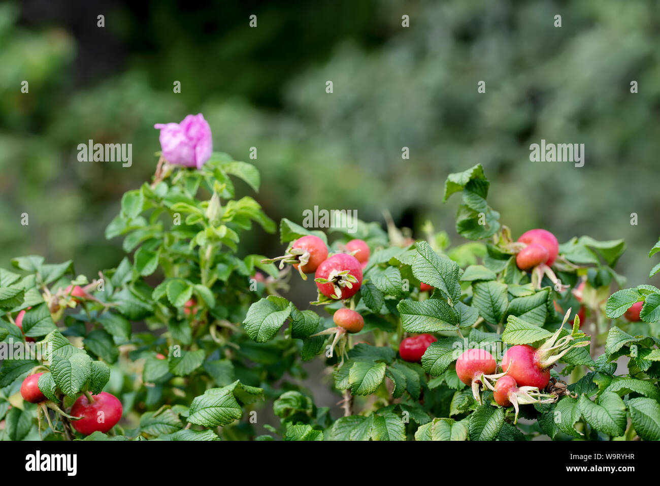 Hagebutten (dogrose) Buchsen mit vielen hell rote Früchte. Stockfoto
