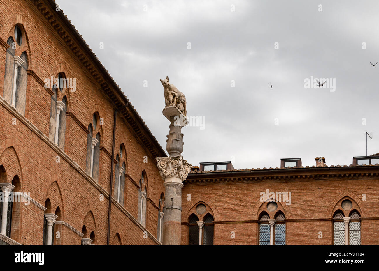 Statue von Romulus und Remus mit Wolf, in der Nähe der Dom von Siena, Italien Stockfoto