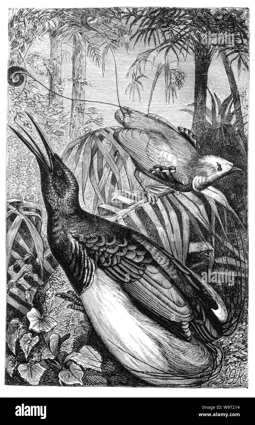 Die Malaiischen Archipel von Alfred Wallace (1869), König und zwölf verdrahtete Vögel - Paradies. Stockfoto