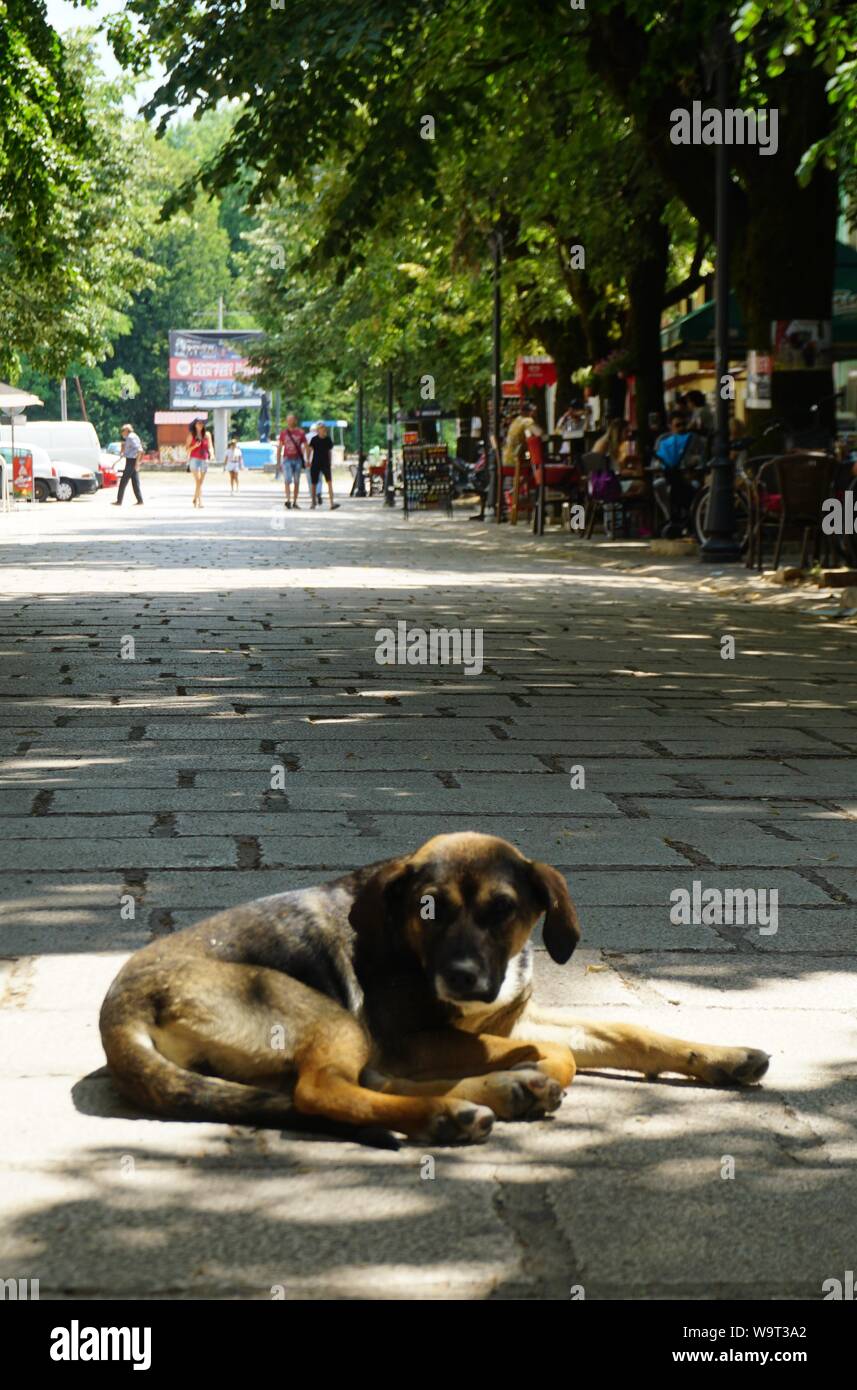 Sleepy doggy Stockfoto