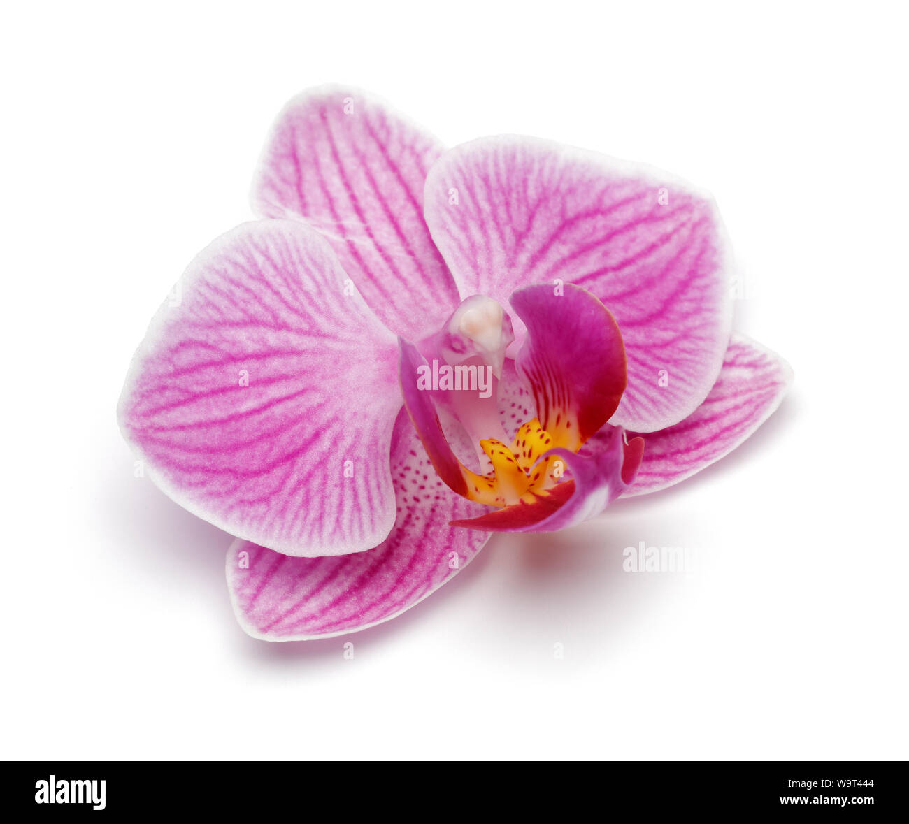 Single purple orchid flower auf weißem Hintergrund Stockfoto
