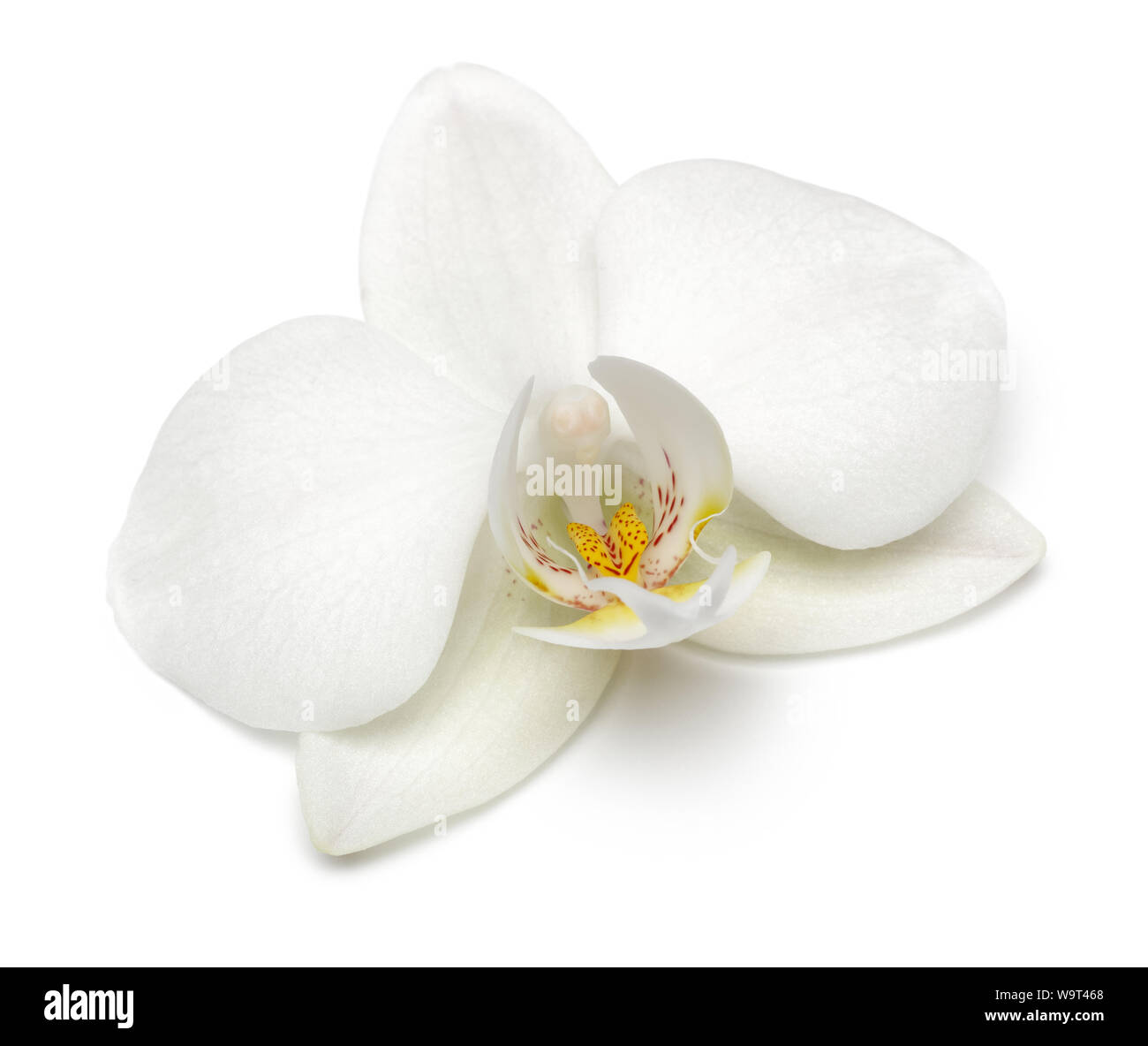 Einzelne weiße Orchidee auf weißem Hintergrund Stockfoto
