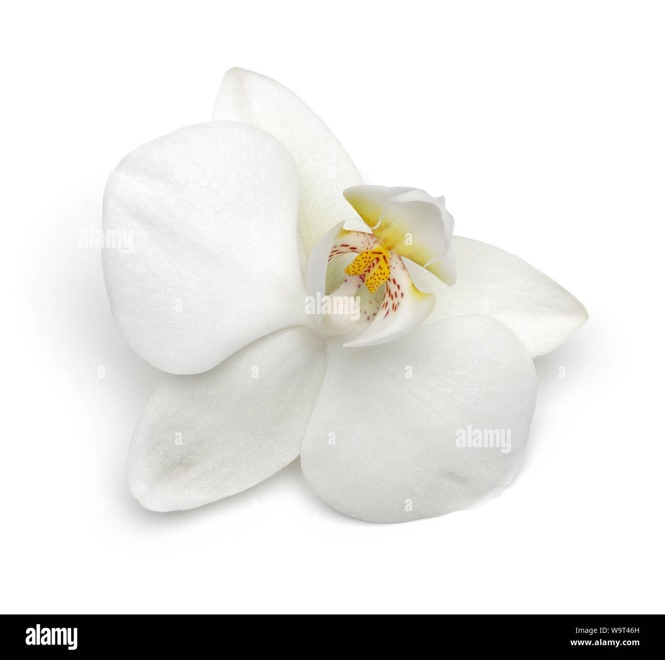 Einzelne weiße Orchidee auf weißem Hintergrund Stockfoto