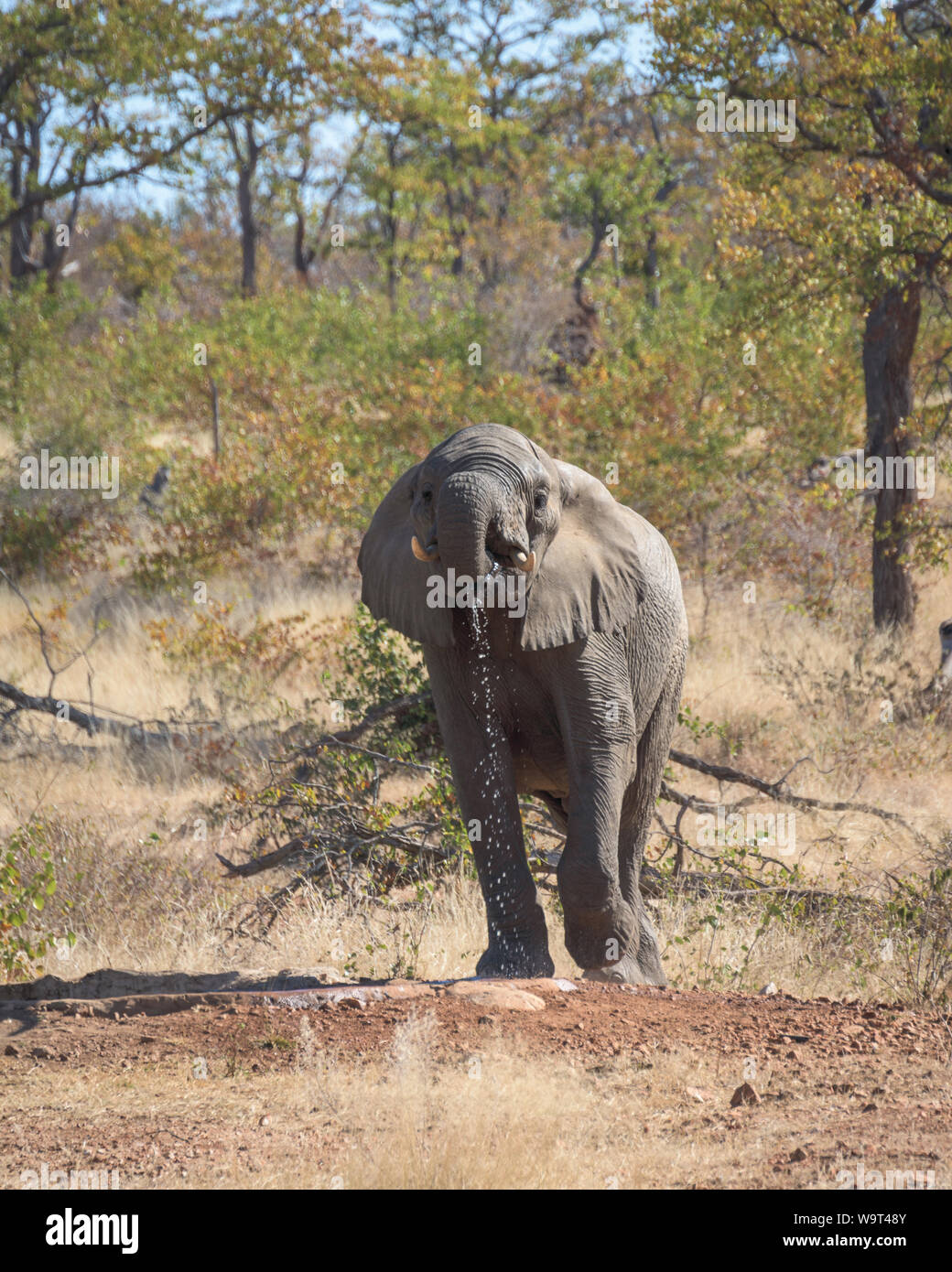 Südafrika Safari Elefant Stockfoto