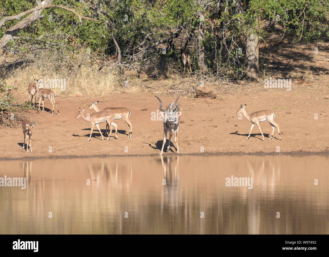 Südafrika Safari, der Kudu Antilopen, auch als der Geist von Afrika, das Trinken an einem Wasserloch bekannt. Es gibt auch Impala im Foto Stockfoto