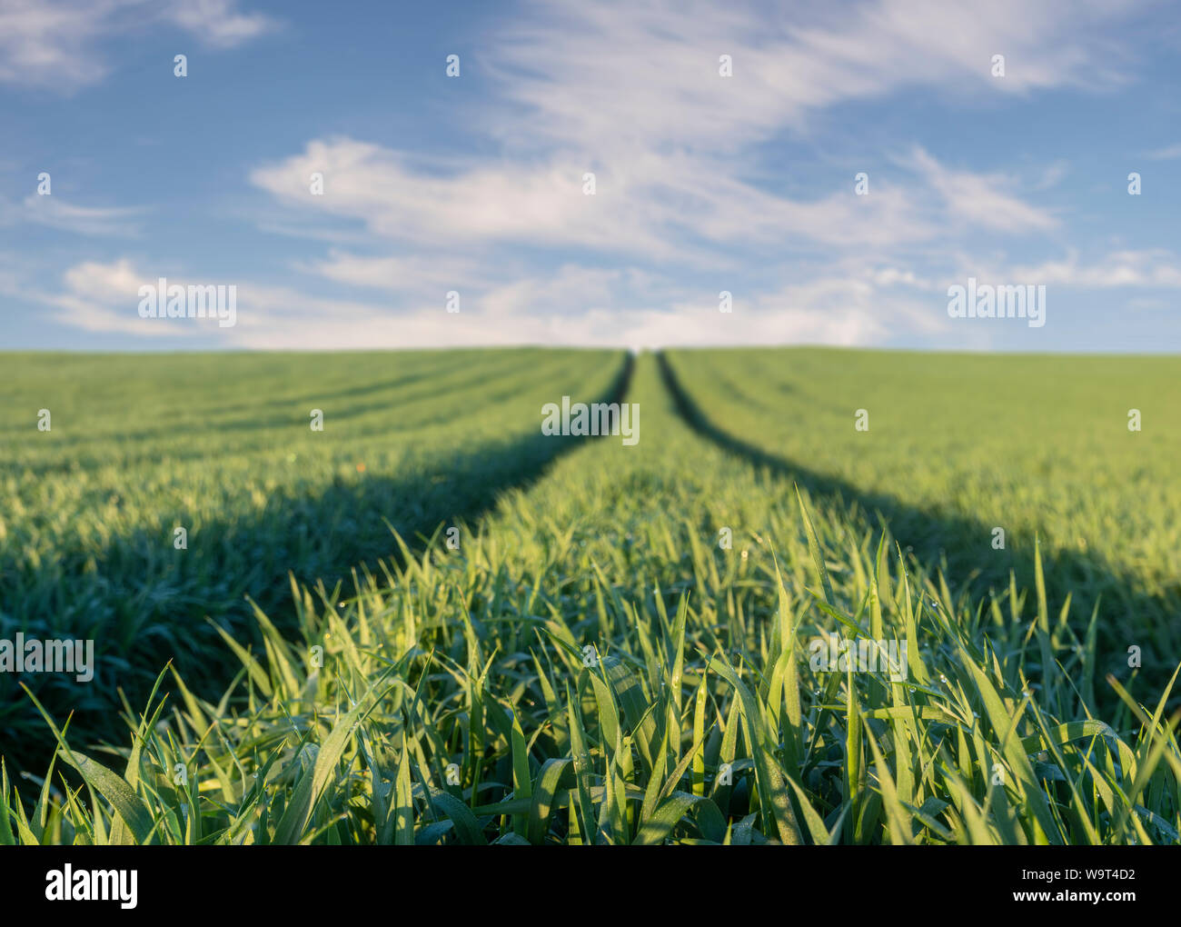 Panorama der Frühling, grünes Feld gegen den blauen Himmel Stockfoto