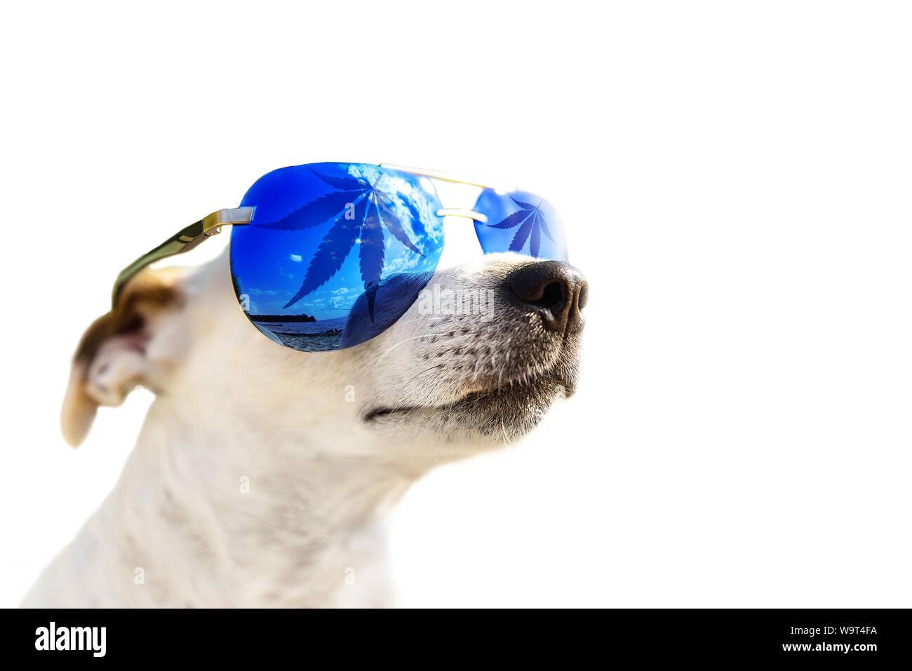 Hund Jack Russell in Sonnenbrille, das Blatt Cannabis, Marihuana. Tier CBD Öl Konzept. Auf einem weißen Hintergrund isoliert Stockfoto
