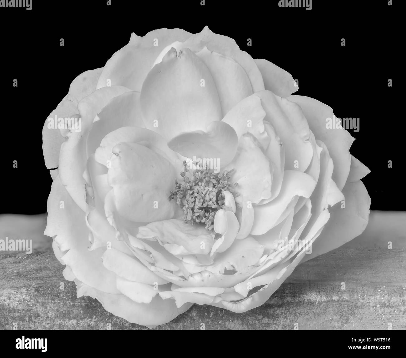 Monochrome isolierte helle weiße Rose Blume Makro auf grauem Beton Stein, schwarzer Hintergrund, feine kunst Stilleben Bild einer einzelnen Blüte mit Details Stockfoto