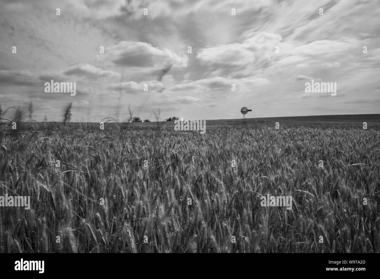 Mais Feld in Schwarz in Weiß Stockfoto