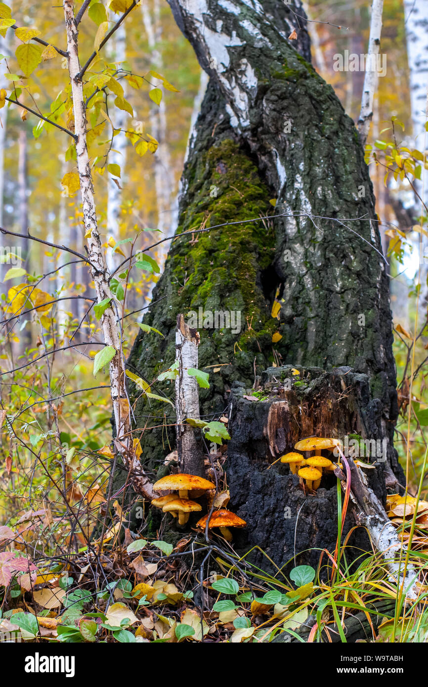 Zwei verdrillte abgesicherten Birken im Herbst in einem Wald, auf dem Cluster von fliegenpilz Pilze mit gelb und orange Hüte wachsen. Gras und Blätter Stockfoto