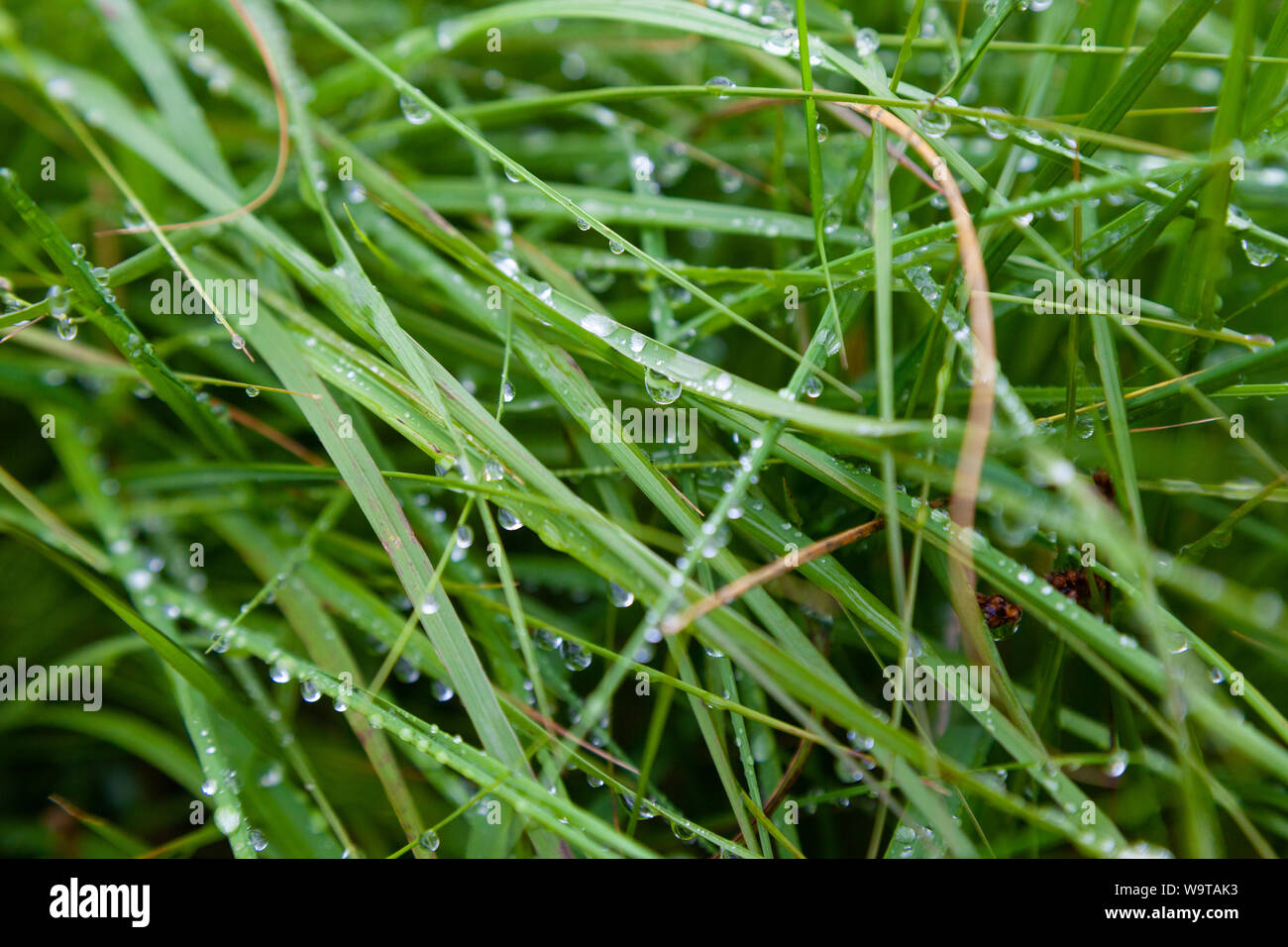 Nahaufnahme des Wassers sinkt auf Rasen Stockfoto