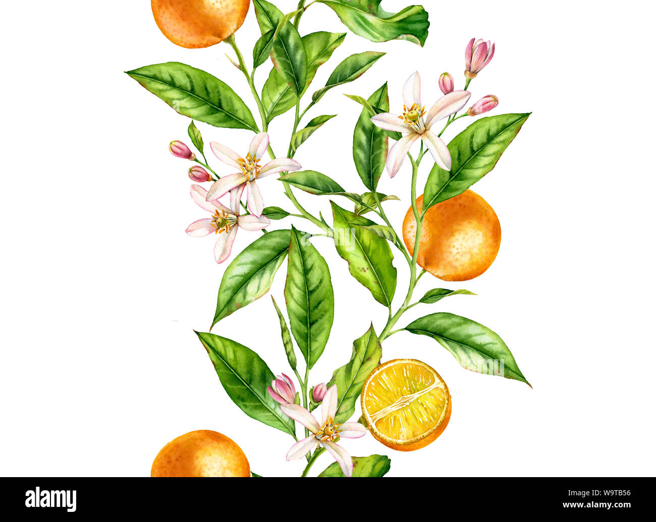 Orange Frucht nahtlose grenzüberschreitende Ast mit Blumen realistische Botanischen floral Oberfläche Design: Ganze halbe Zitrusfrucht Blätter auf weiße Hand isoliert gezeichnet Stockfoto