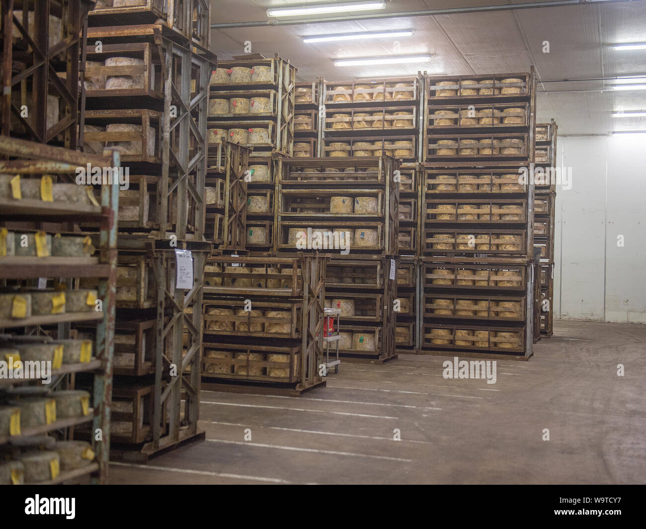 Cheddar Käse reift in den Regalen Stockfoto