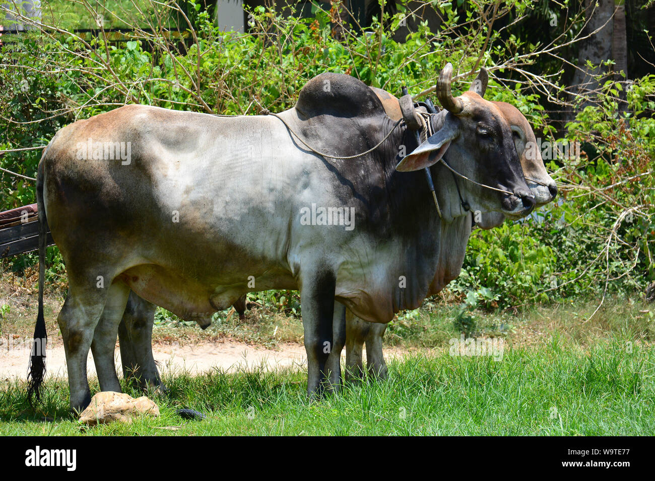 Zebu, Indizinrinder, Humpusrinder, Buckelrind, Zébu, Bos primigenius indicus oder Bos indicus oder Bos taurus indicus, Thailand, Asien Stockfoto