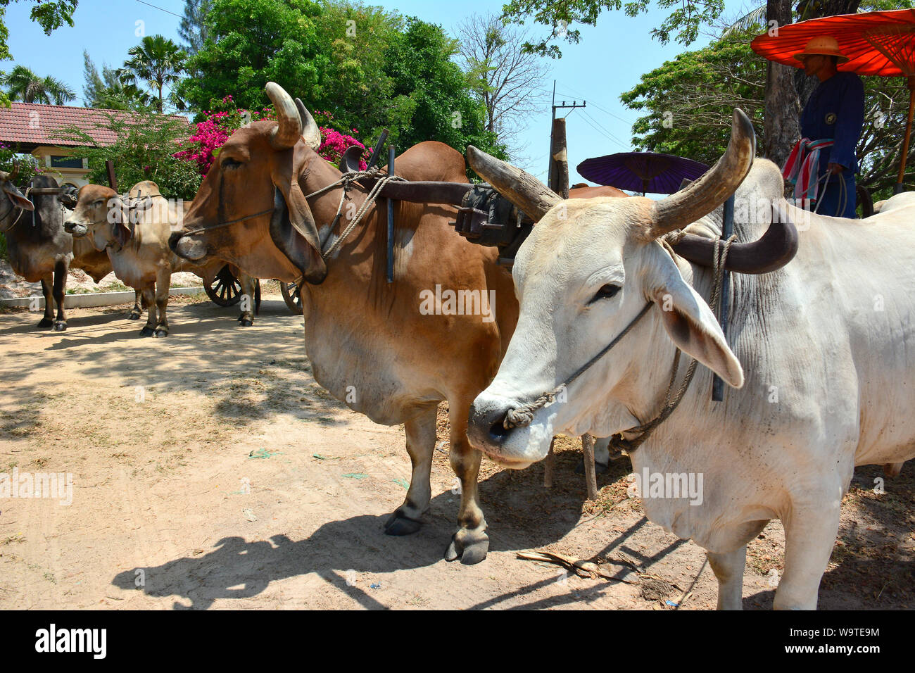 Zebu, Indizinrinder, Humpusrinder, Buckelrind, Zébu, Bos primigenius indicus oder Bos indicus oder Bos taurus indicus, Thailand, Asien Stockfoto