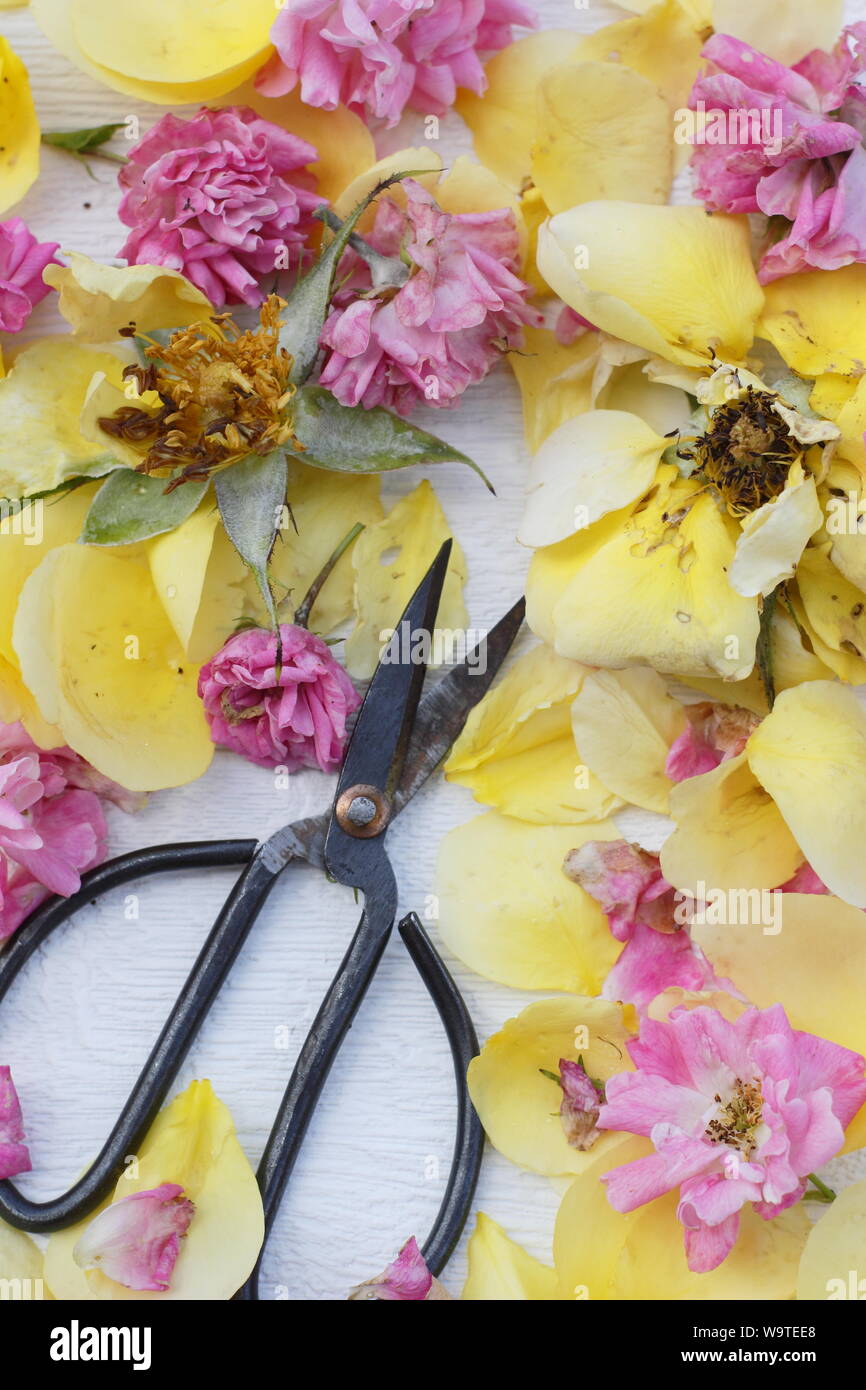 Rosa. Rose endet auf weißem Hintergrund im Sommer. Großbritannien Stockfoto