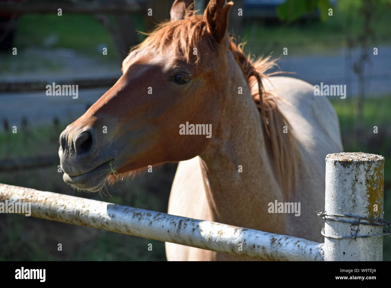Quarter Horse Stockfoto
