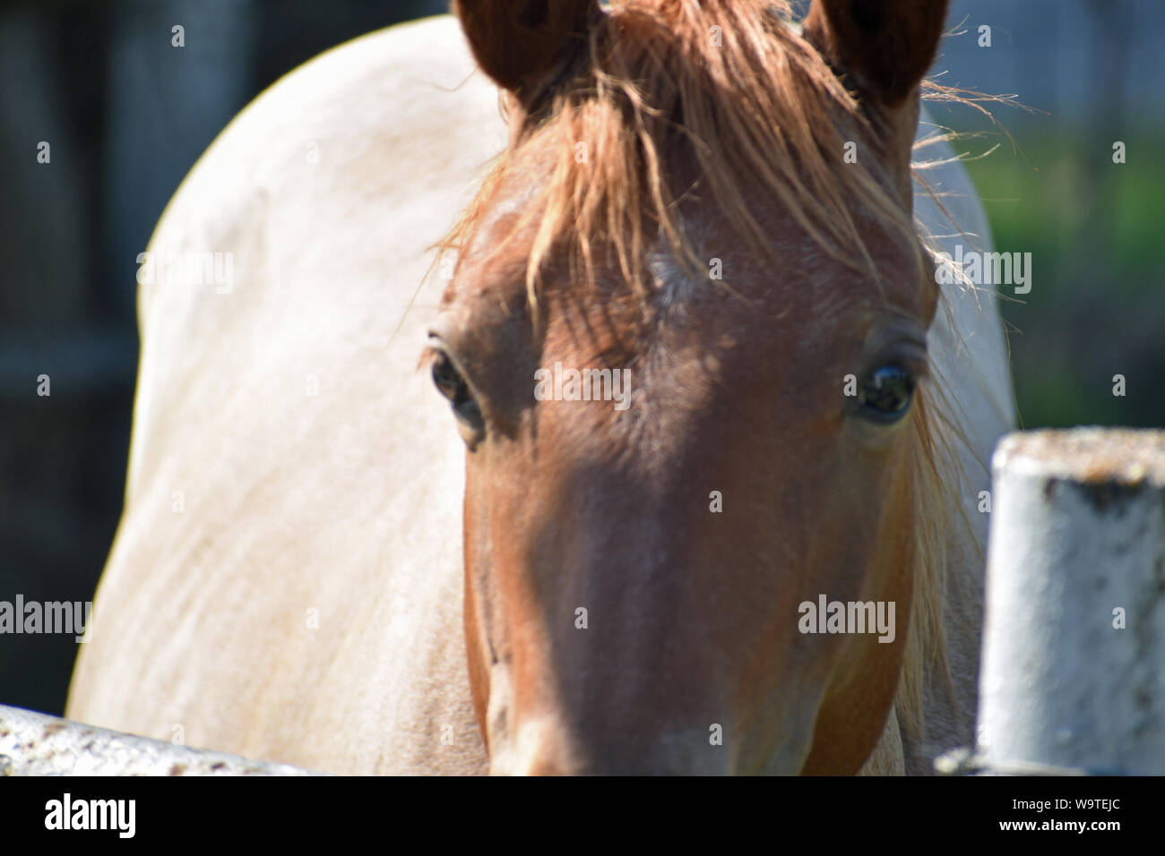 Quarter Horse Stockfoto