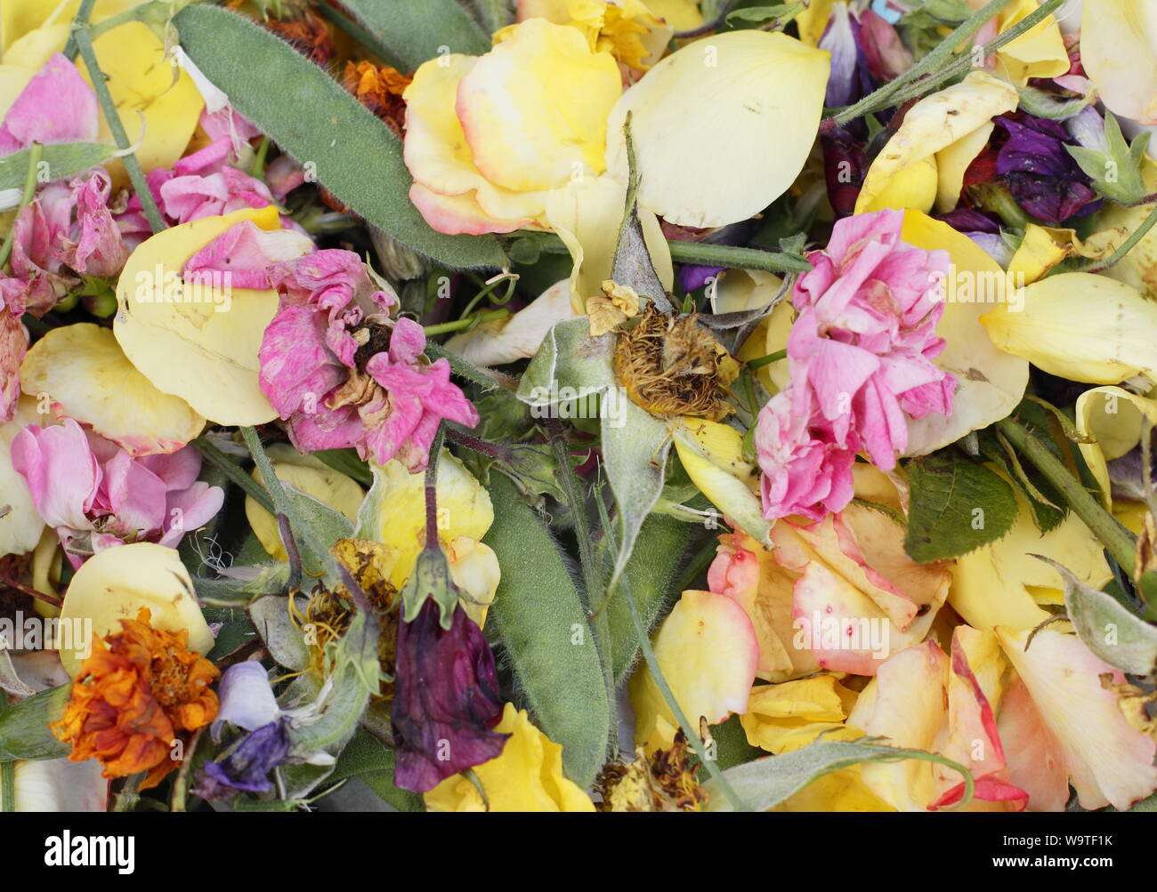 Blume endet - Rosen, Zuckererbsen und Ringelblumen - im Sommer. Großbritannien Stockfoto