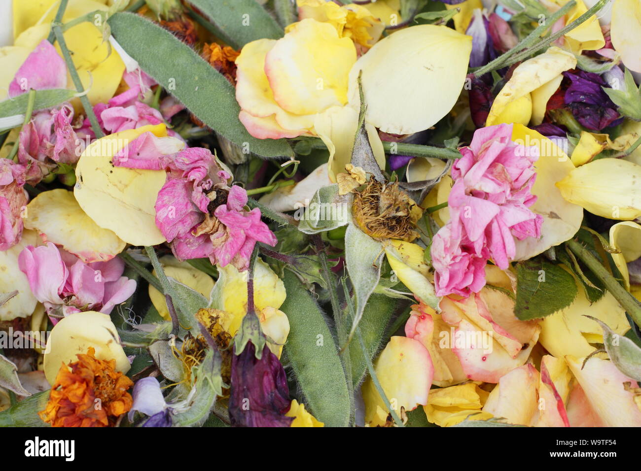 Blume endet - Rosen, Zuckererbsen und Ringelblumen - im Sommer. Großbritannien Stockfoto