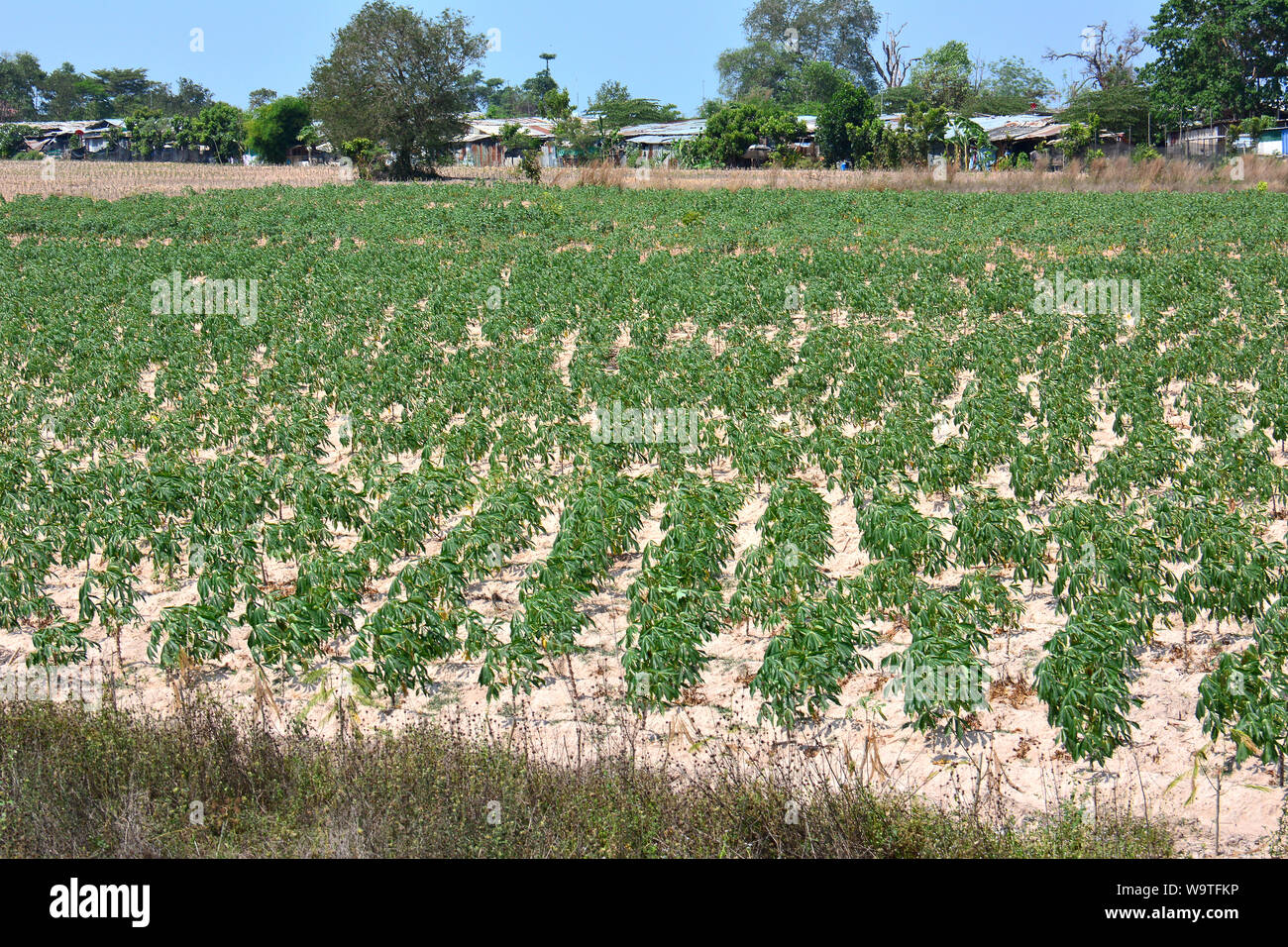 Kassava, Maniok, Maniok, Manihot esculenta, Thailand, Asien Stockfoto