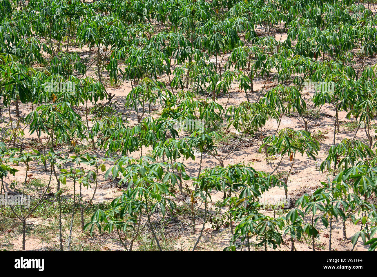 Kassava, Maniok, Maniok, Manihot esculenta, Thailand, Asien Stockfoto