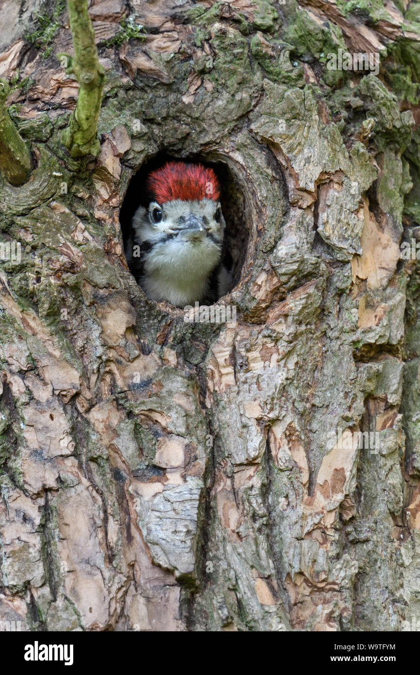 Größere / Buntspecht / Buntspecht (Dendrocopos major), juvenile, Küken, aus dem Nest hole, Europa suchen. Stockfoto