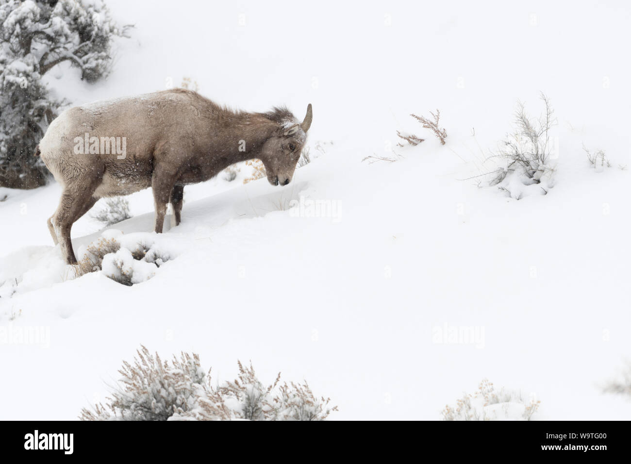 Rocky Mountain Bighorn Sheep / Dickhornschaf (Ovis Canadensis), weibliche Erwachsene, Fütterung im Winter, Schnee, Yellowstone-Nationalpark, USA. Stockfoto