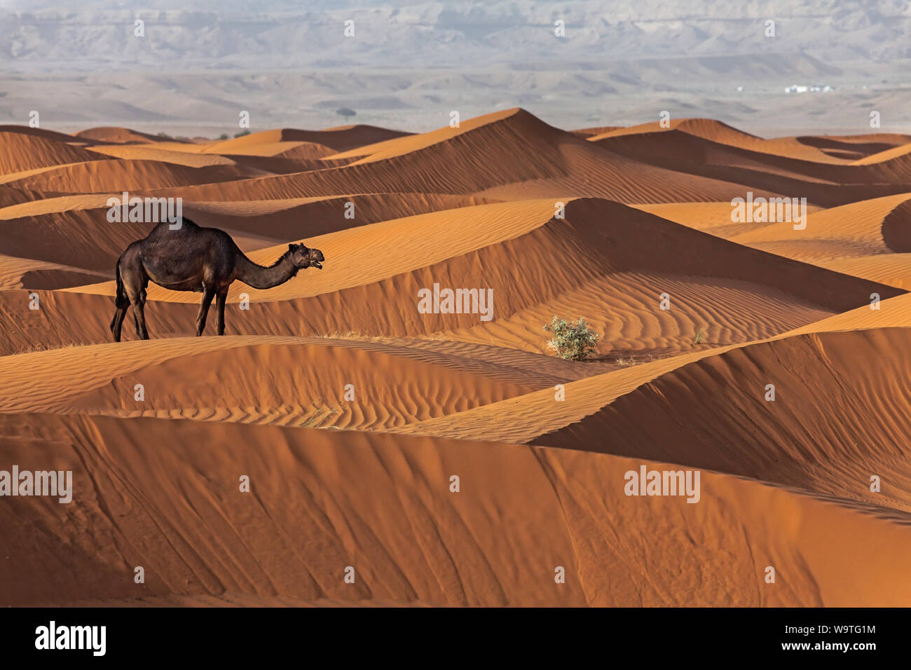 Porträt von einem Kamel in der Wüste, Riad, Saudi-Arabien Stockfoto