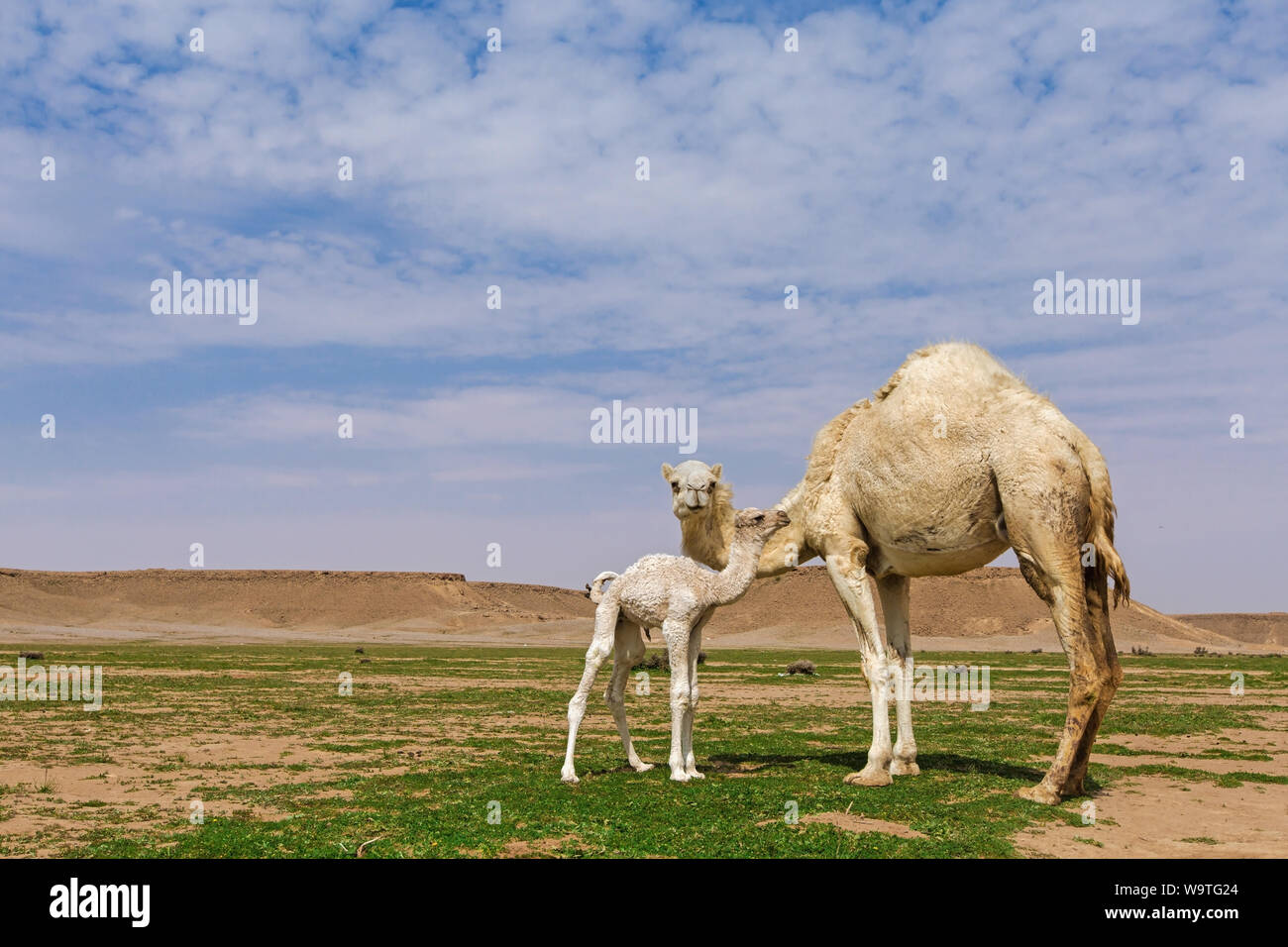 Kamel Kuh mit ihrem Kalb, Riad, Saudi-Arabien Stockfoto
