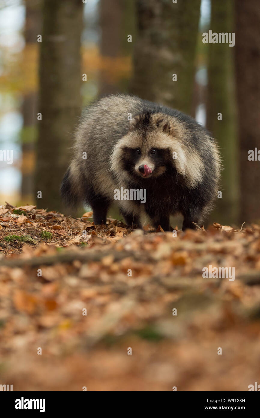 Marderhund/Marderhund (Nyctereutes procyonoides), erwachsenen Tier, invasive Arten, steht in einem Wald, leckte seine Zunge, schaut gespannt, im Herbst, Stockfoto