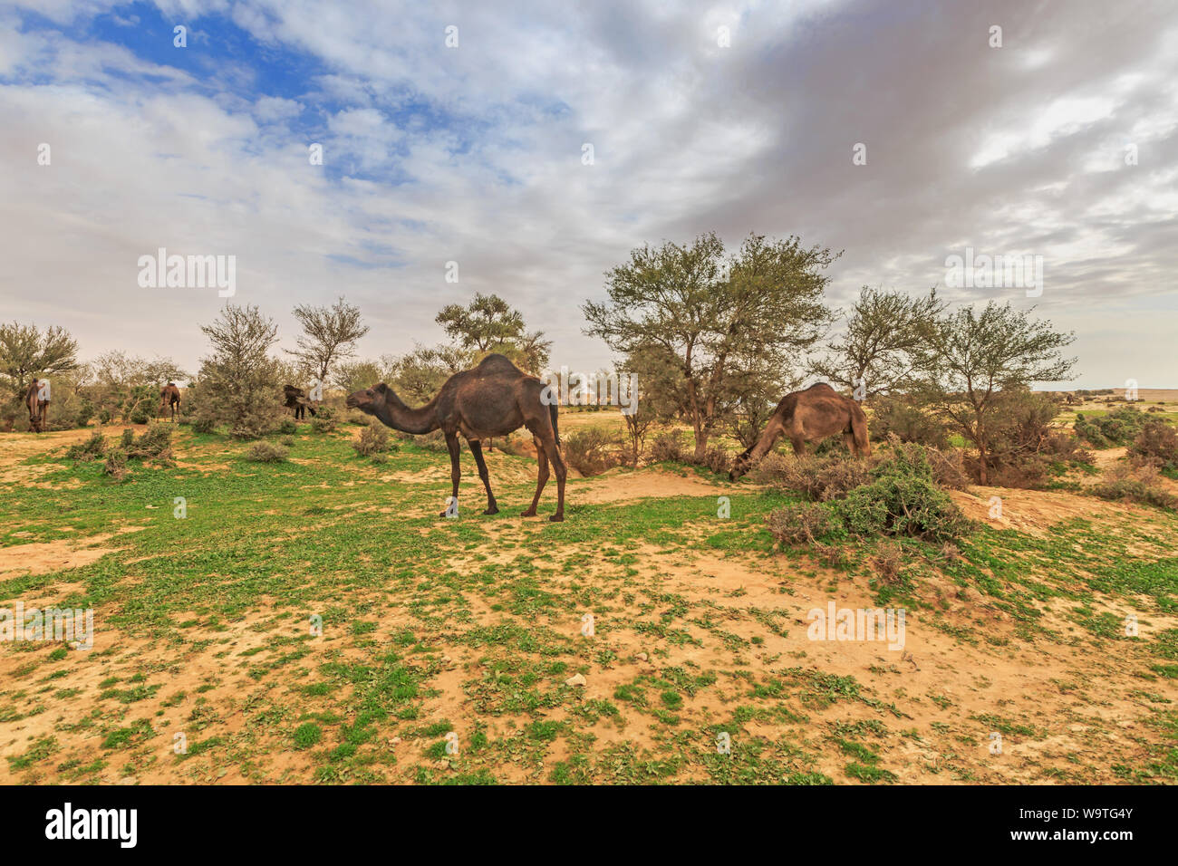 Fünf Kamele Weiden in der Wüste, Riad, Wüste Stockfoto