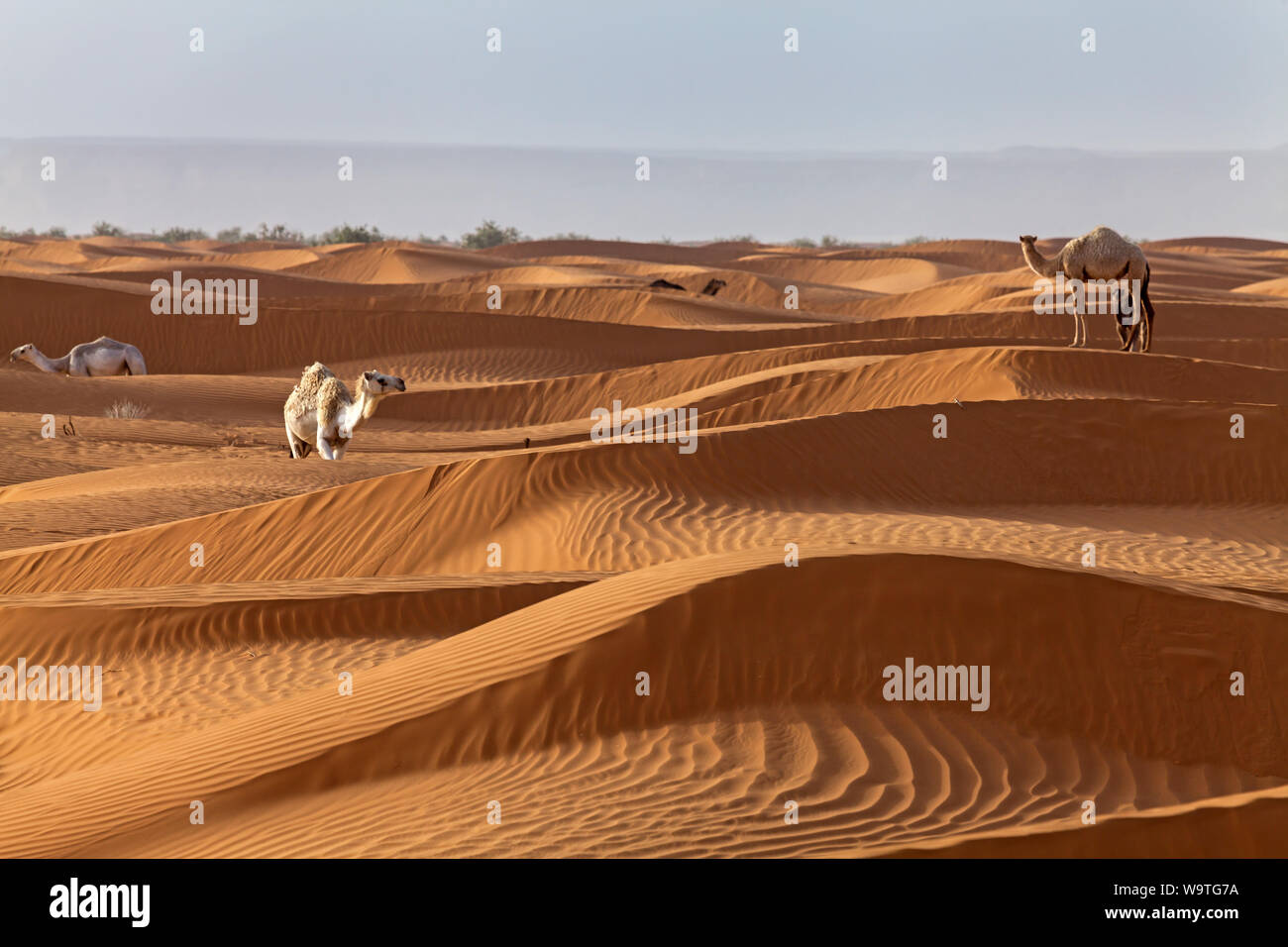 Fünf Kamele in der Wüste, Riad, Saudi-Arabien Stockfoto