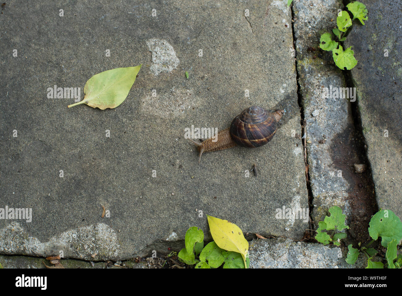 Ansicht einer Schnecke auf einem Beton Pflasterstein Stockfoto
