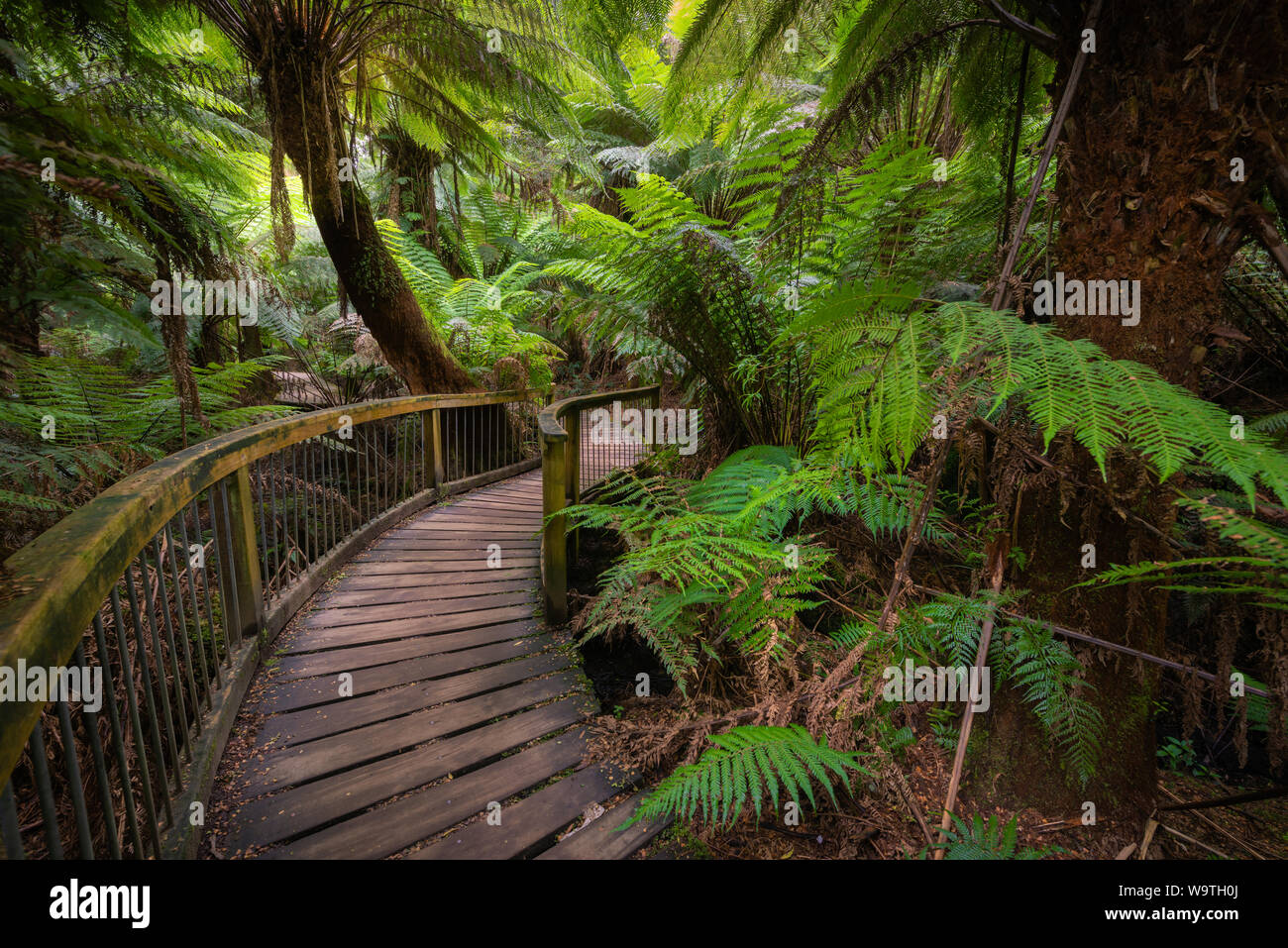 Gehweg durch Great Otway National Park, Victoria, Australien Stockfoto
