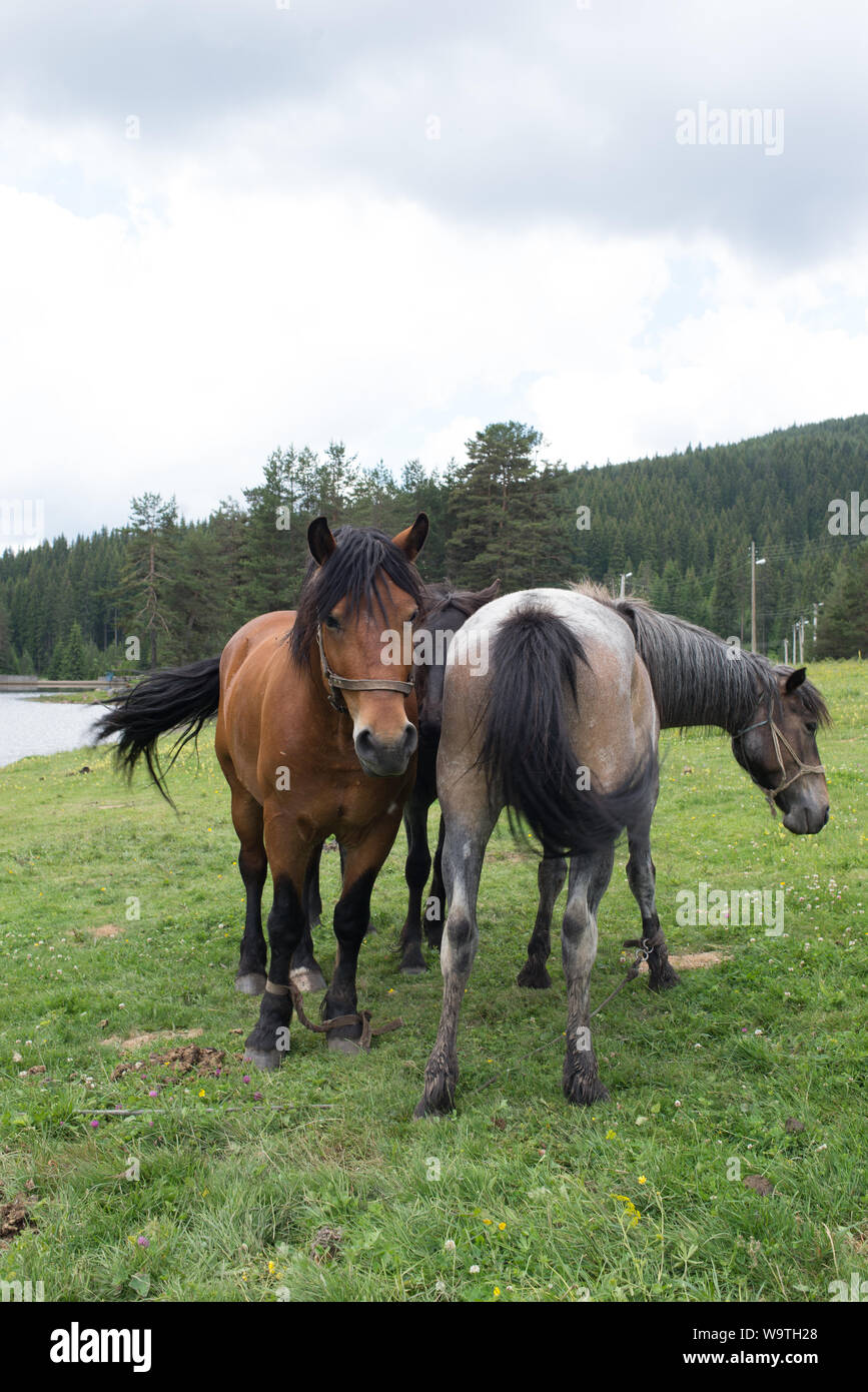 Zwei Pferde stehen in einem Feld, Bulgarien Stockfoto