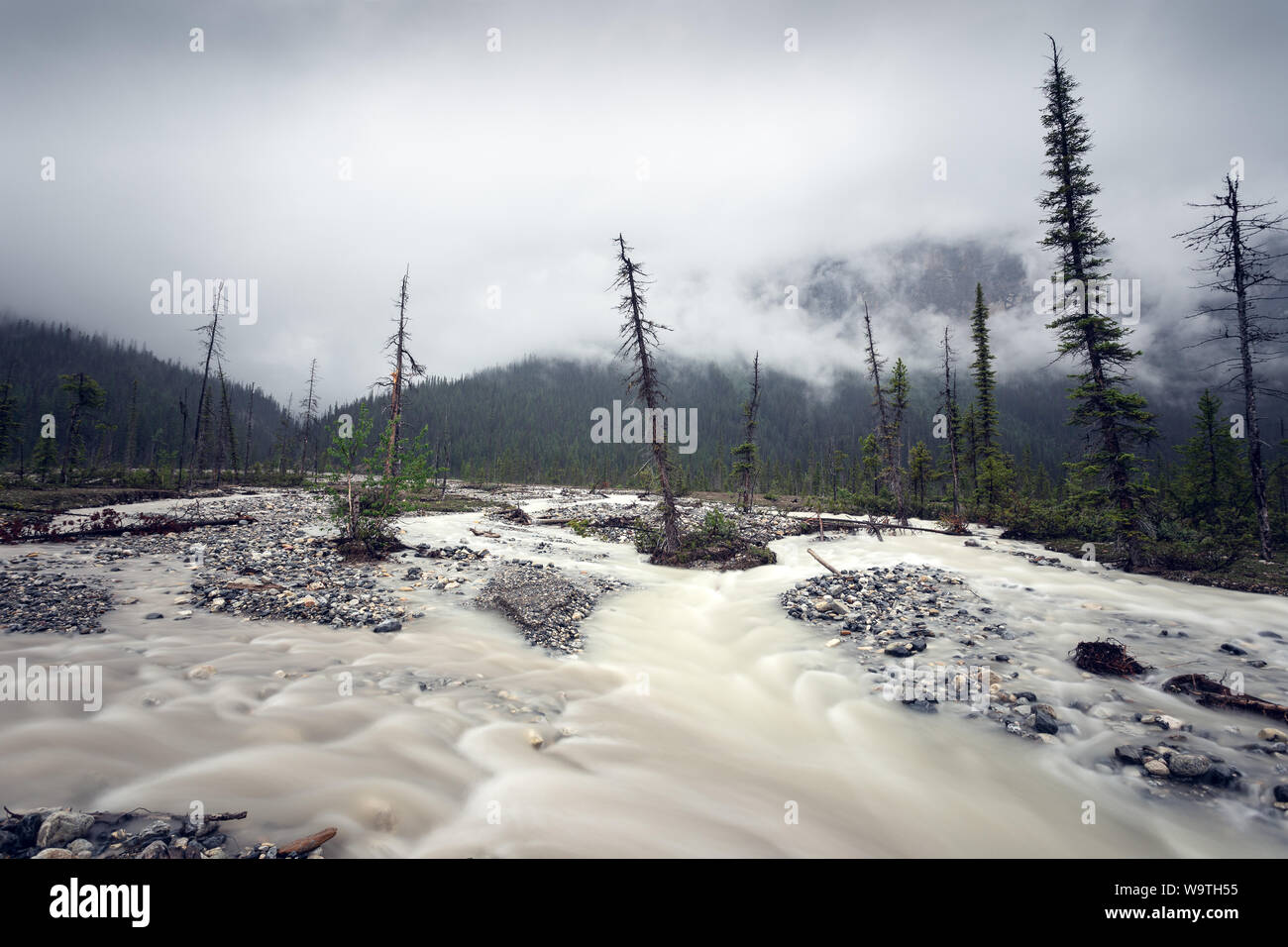 Schnell fließenden Wasser in einem lichten Wald schmelzen, Banff National Park, Alberta, Kanada Stockfoto
