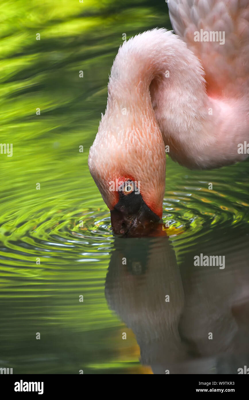 Ein flamingo Trinkwasser in einem See, Indonesien Stockfoto