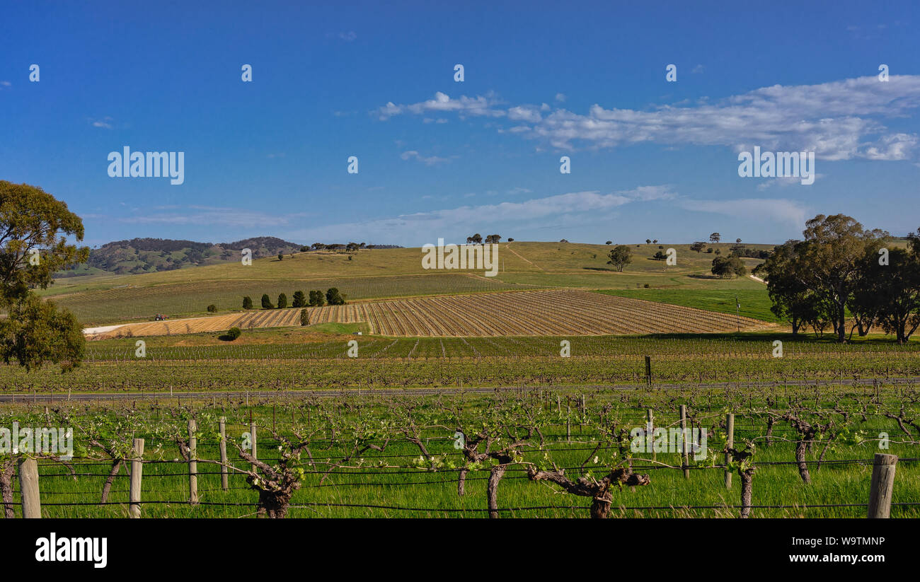 Weinberge, Barossa Valley, South Australia, Australien Stockfoto