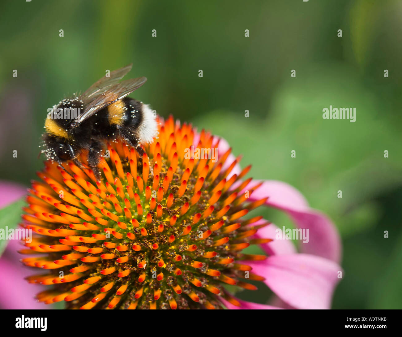 Bumblebee sitzen auf einem coneflower Stockfoto