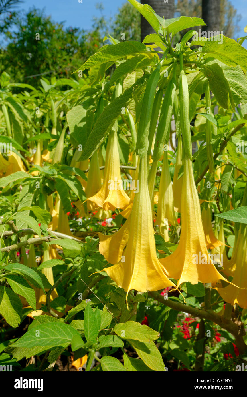 Angel's trumpet Blumen. Stockfoto