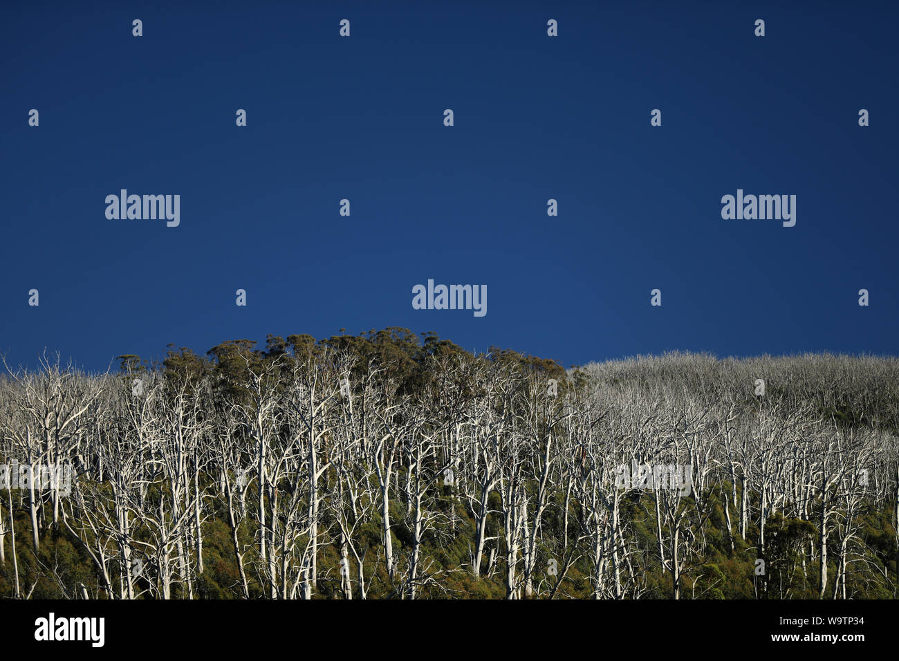 Regenwald Wald in Australien Stockfoto