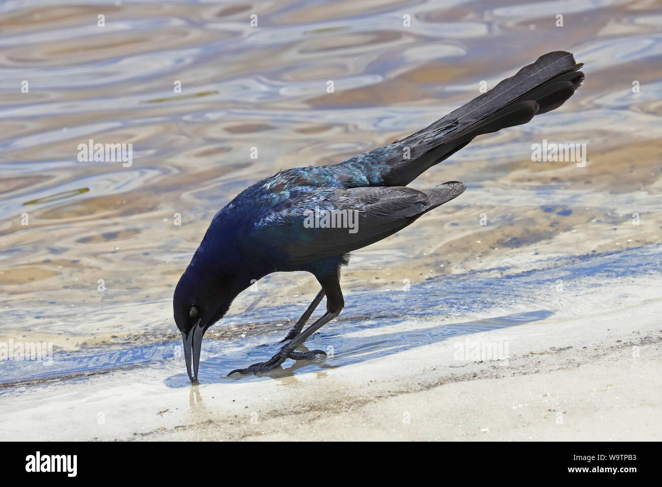 Boot tailed grackle (quiscalus Major) am Wasser Stockfoto