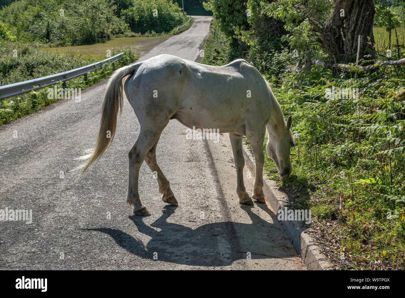 Pferde grasen auf einer Straße in der Nähe von San Juan de Beleno, Ponga Naturpark, Asturien, Spanien Stockfoto