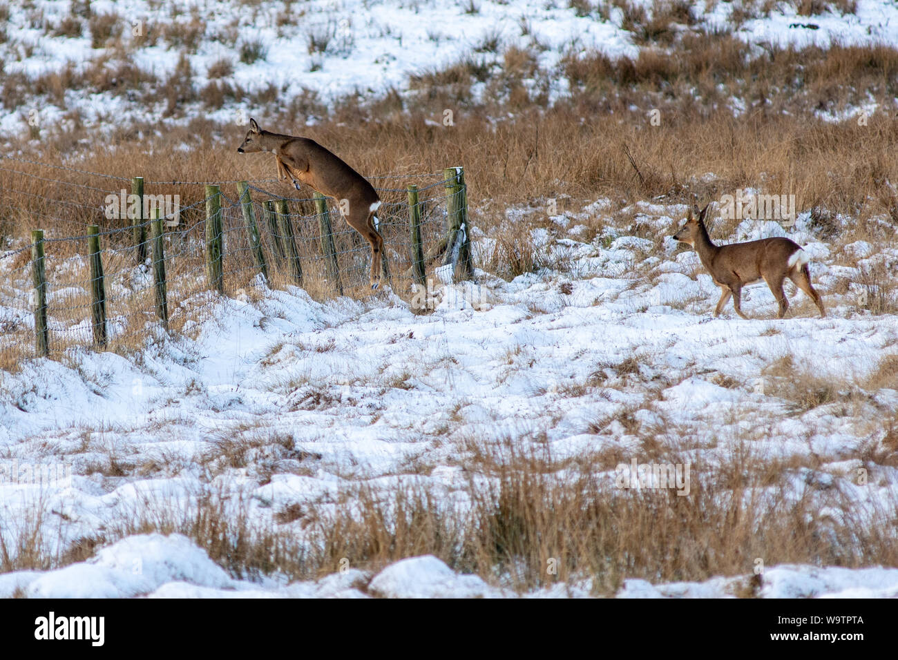 Rehe grasen im verschneiten Felder auf einmal Gebraut in Northumberland National Park. Stockfoto