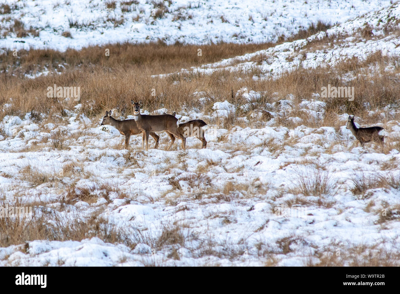 Rehe grasen im verschneiten Felder auf einmal Gebraut in Northumberland National Park. Stockfoto