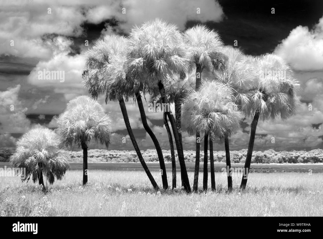 Szene an Myakka River State Park in Sarasota Florida wie eine Infrarotsauna rot Bild genommen und in Schwarz/Weiss umgewandelt Stockfoto