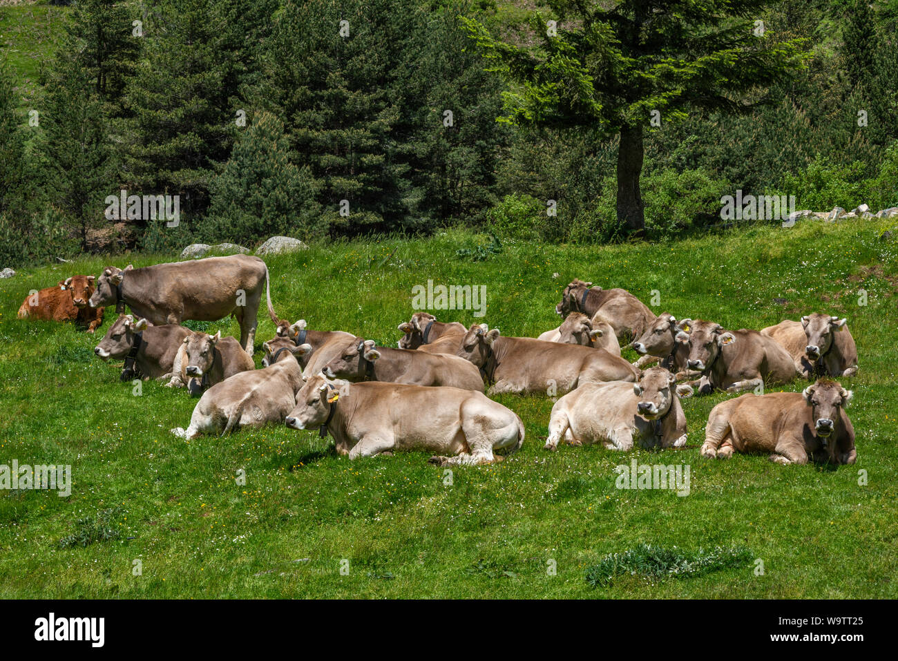 Rinder ruhen in den Aragonesischen Pyrenäen in der Nähe von Valle de Echo im Naturpark der westlichen Täler, Provinz Huesca, Aragón, Spanien Stockfoto